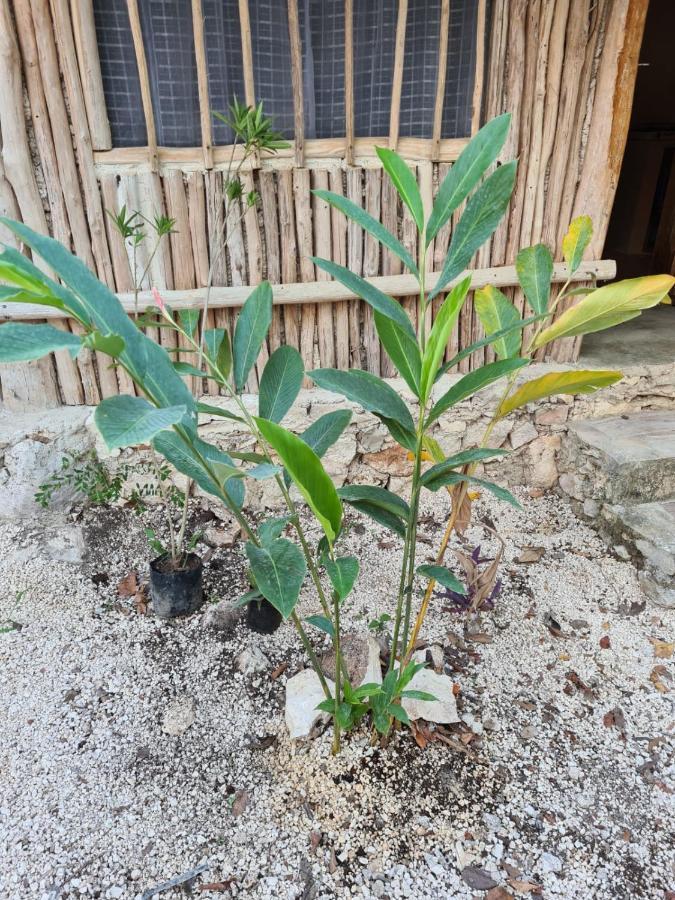 Aldea Yuyu Bed & Breakfast Tulum Exterior photo